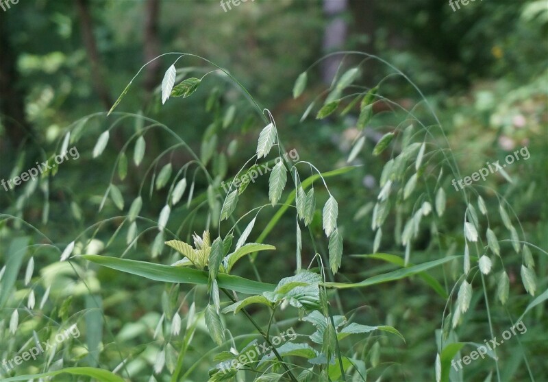 Wild Oats Oats Wild Grasses Plant