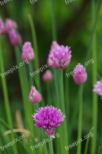 Purple Flowers Wild Flowers Flower Plants Nature