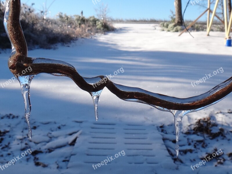 Icicle Ice Vine Snow Winter