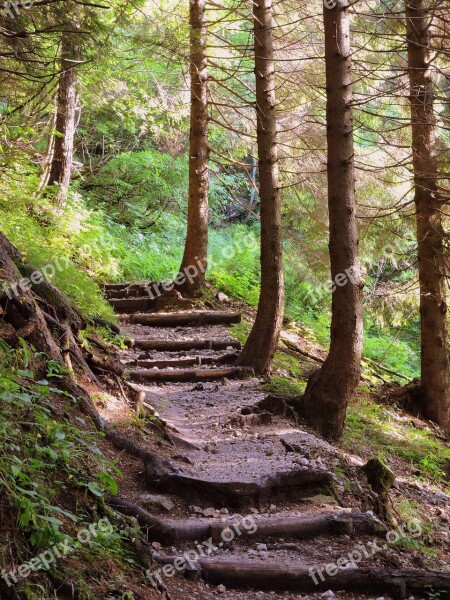 Scale Trail Forest Staircase Wood