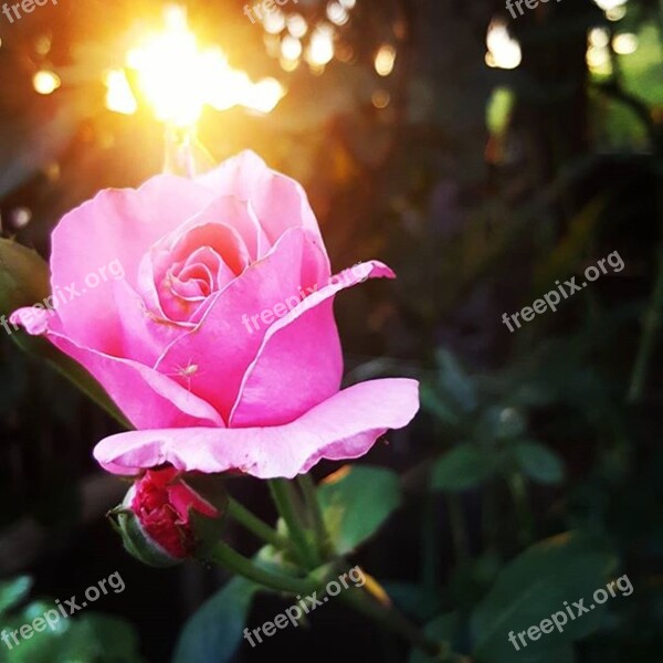 Rose Pink Pink Roses Petals Vicky