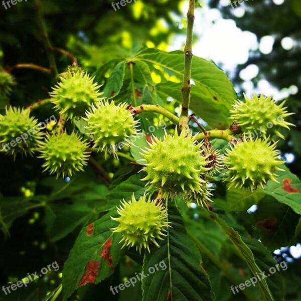 Chestnut Nature Wood Spring Crop