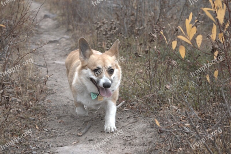 Dog Corgi Outdoors Pet Path