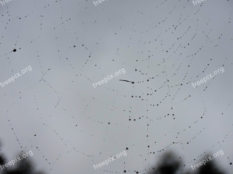 Cobweb Drop Of Water Beaded Sparkle Cobwebs