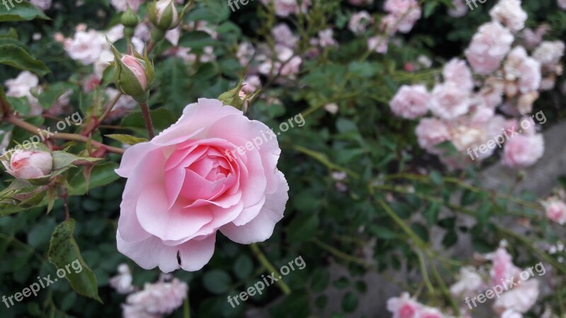 Rose Flower White Rose Red Rose Flowers