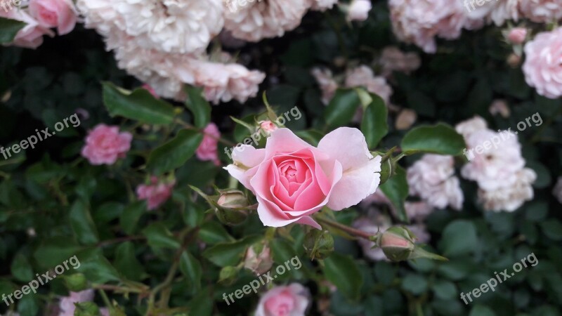 Rose Flower White Rose Red Rose Flowers