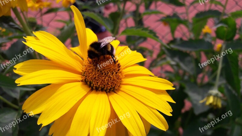 Bee Flower A Yellow Flower Wasp Bumblebee