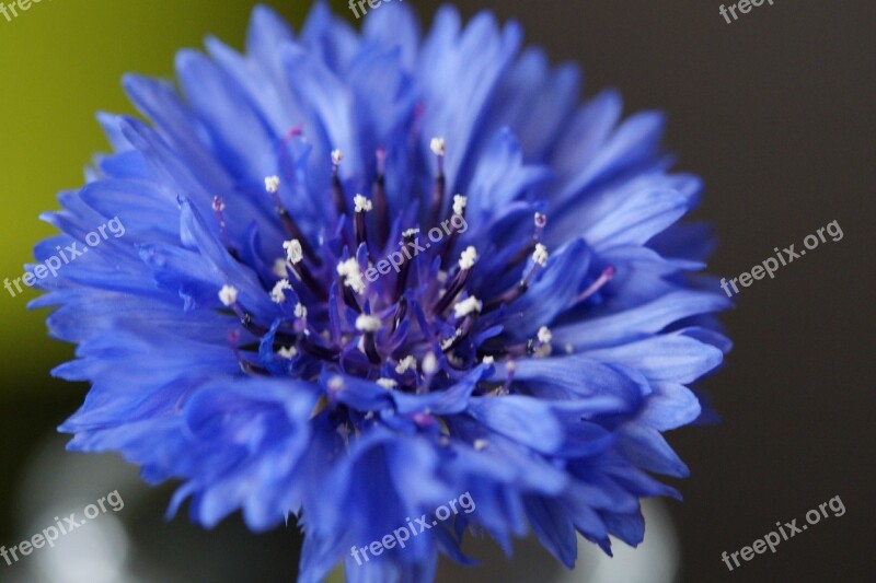 Cornflower Wild Flower Flower Blossom Bloom