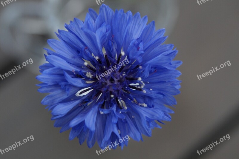 Cornflower Wild Flower Flower Blossom Bloom