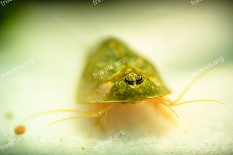 Triops Primeval Cancer Kiemenfußkrebs Triopsidae Back Stale