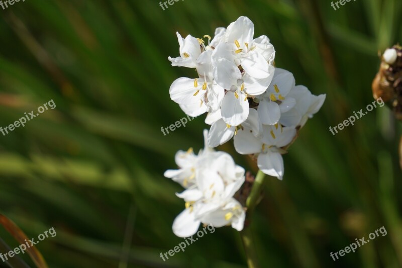 Flowers White Flowers Flora Nature Orchid