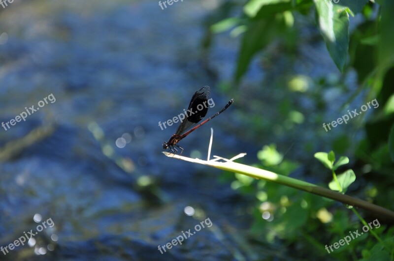 Quentin Chong Damselfly Aquatic Insects Free Photos