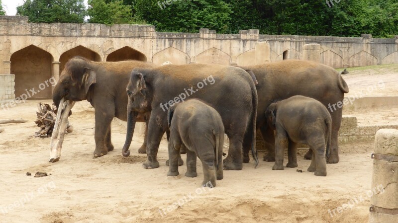 Zoo Hannover Elephant Adventure Zoo Jungle Palace Lower Saxony