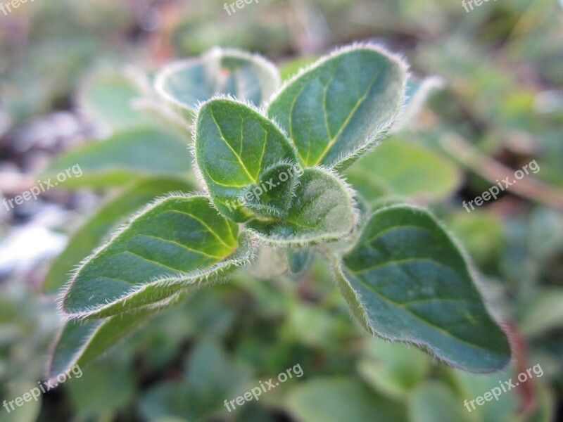 Oregano Herb Plant Green Growing