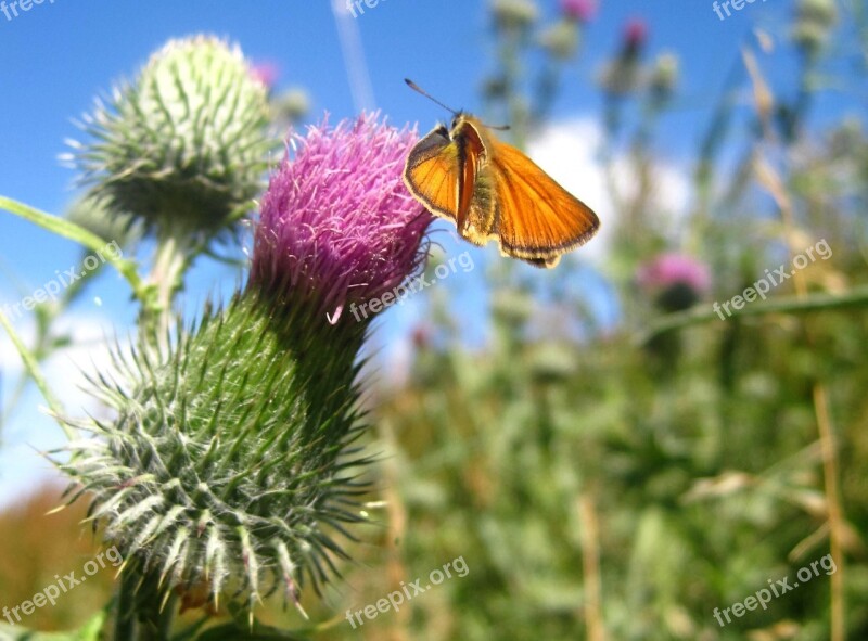 Large Skipper Falter At Kratzdistel Summer Field Meadow