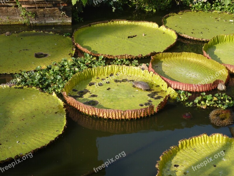 Lotus Asia Meditation Big Leaves Pond