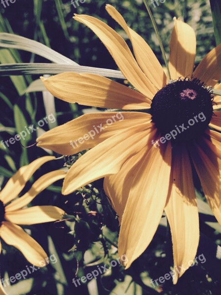 Brown Eyed Susan Yellow Flower Flower Yellow Floral