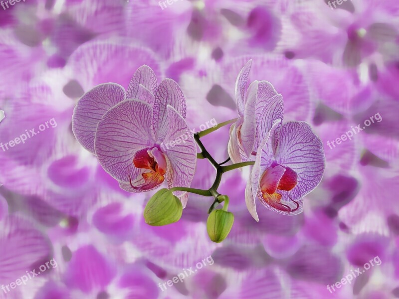 Orchids Background Abstract Texture Composition