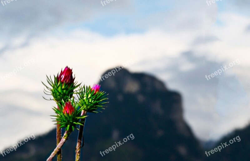 Thistle Mountain P Plant Flora