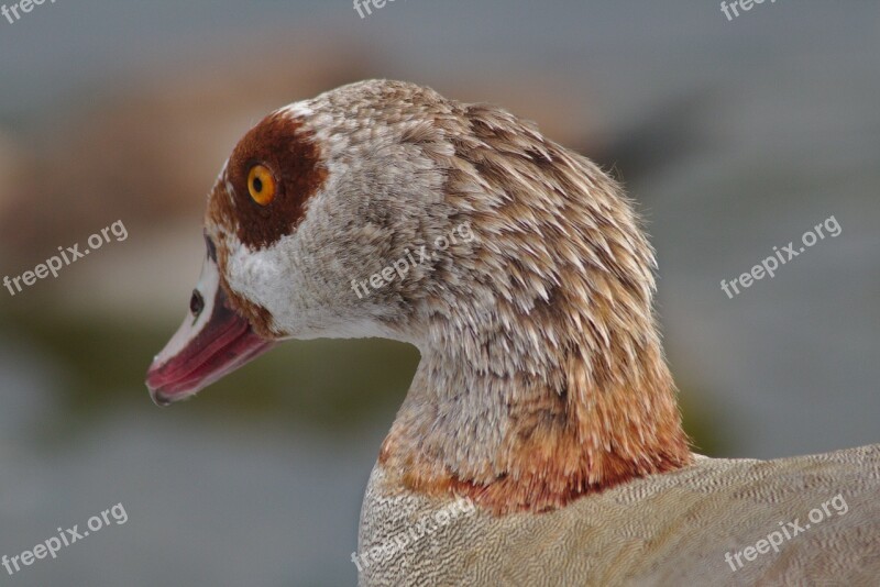 Goose Head Animal Macro Close Up