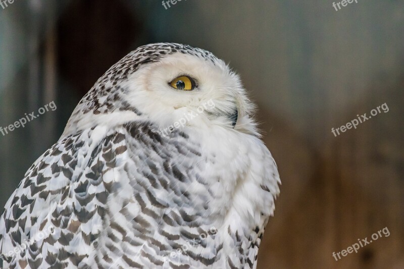 Snowy Owl Owl Bird Animal Plumage