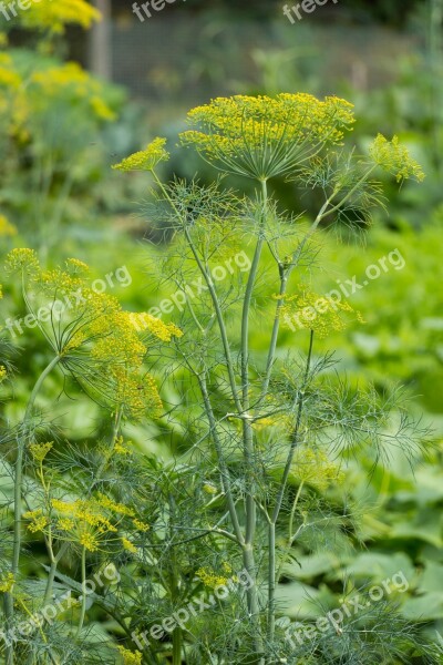 Dill Herb Plant Garden Green