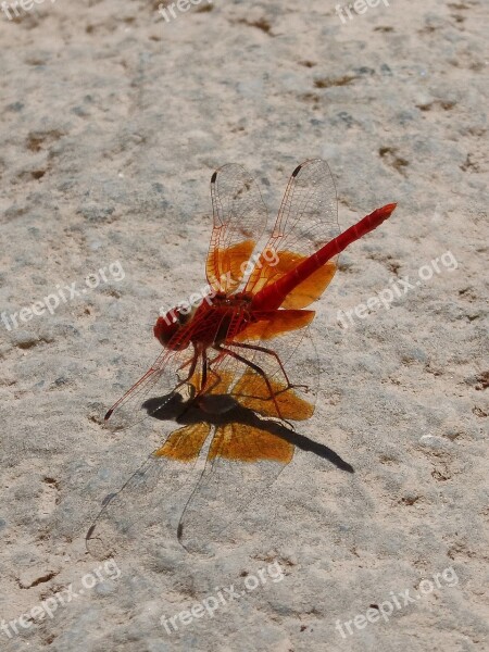 Red Dragonfly Shadow Cast Dragonfly Translucent Wings Rock