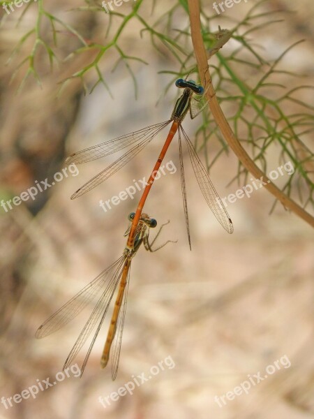 Dragonflies Mating Dragonflies Copulation Reproduction Insects