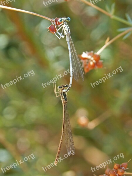 Dragonflies Mating Dragonflies Copulation Reproduction Insects