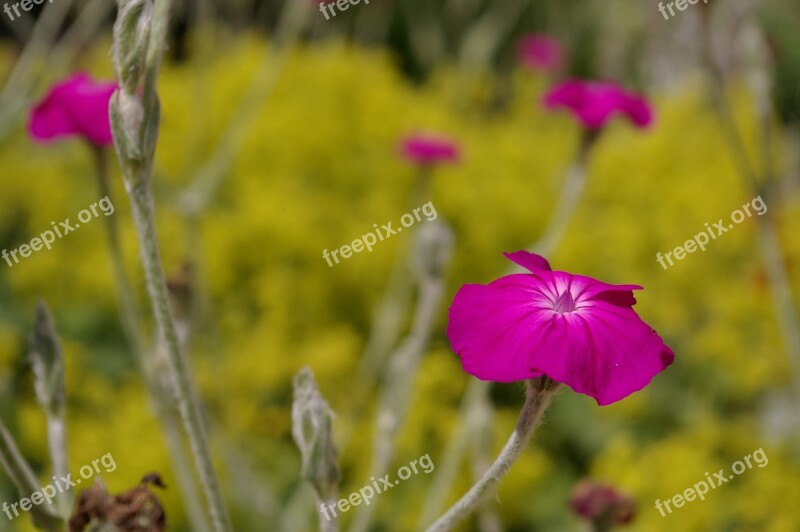 Pink Pink Blossoms Garden Flowers Nature