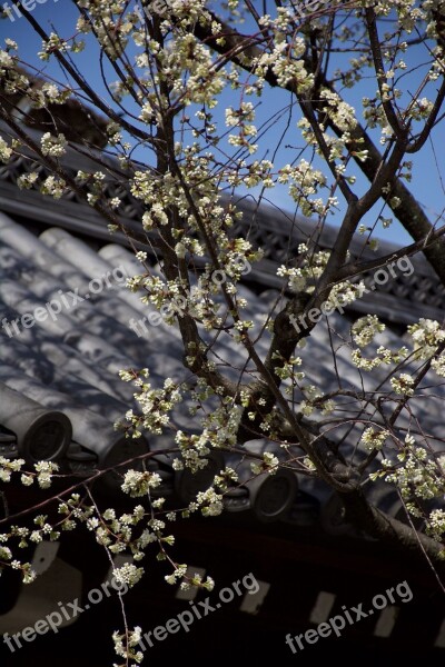 Japan Sakura Tree Spring Flowering Tree