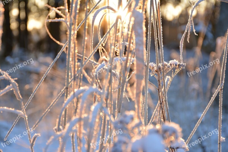 The Sun Through The Branches Rays Sun Dawn Sunrise