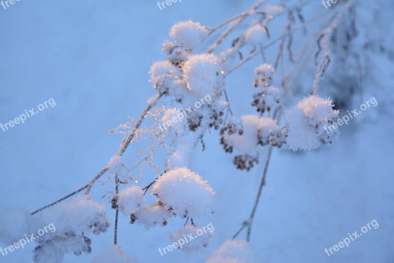 Snow Branch Cold Nature Tree