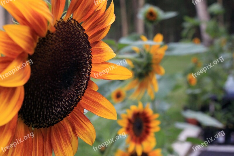 Sunflower Sunflowers Petal Petals Profile