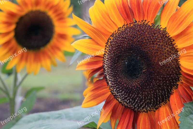 Sunflower Sunflowers Petal Petals Profile