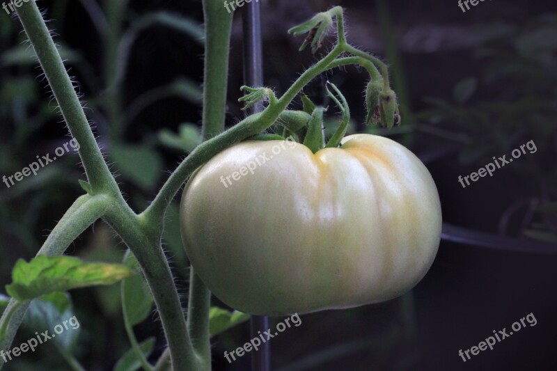 Tomato Food Nutrition Ripening Plant