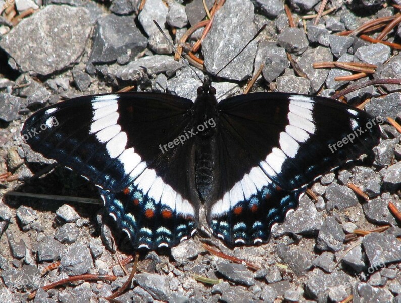 American White Admiral Limenitis Arthemis Butterfly Close-up Moneymore