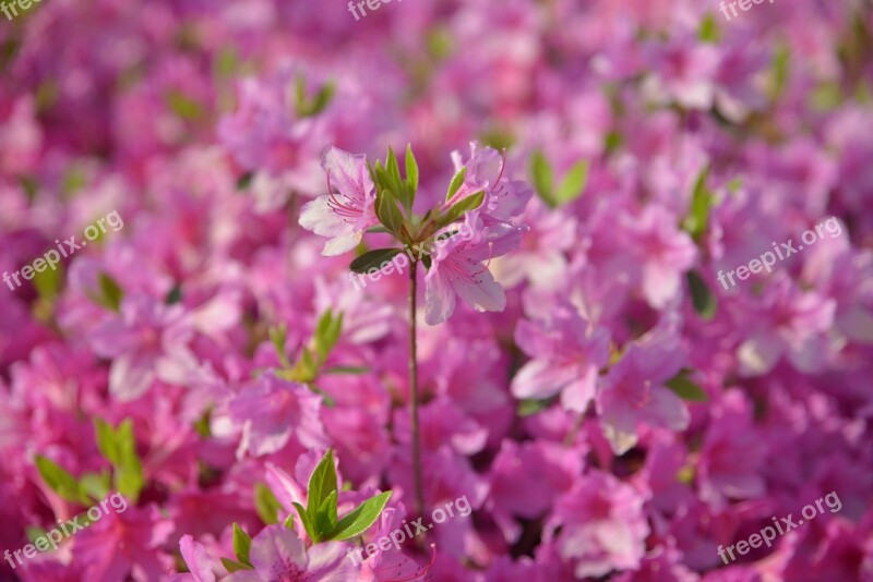 Azalea Pink Spring Plants April