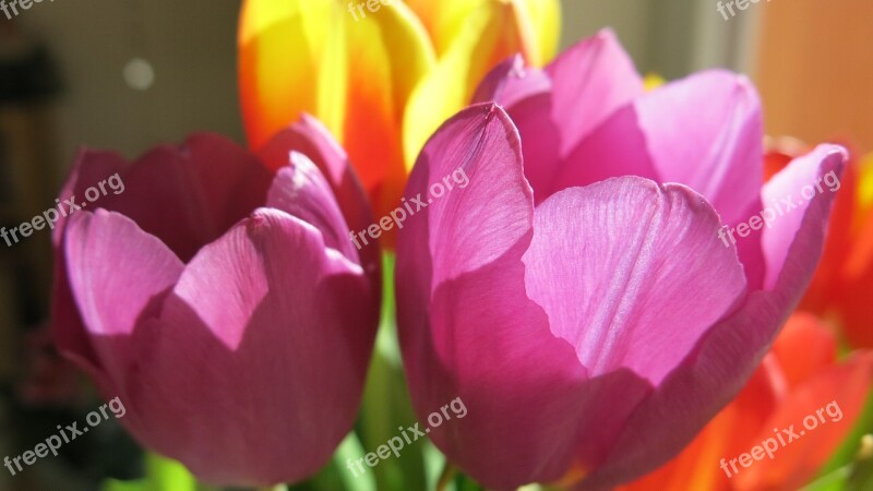 Flower Purple Purple Flowers Tulip Plant