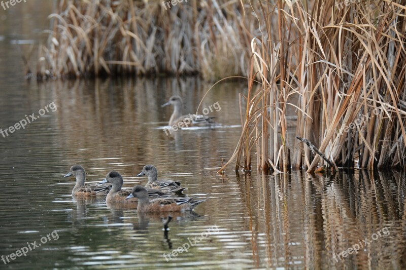 Pond Bird Duck Lake Reeds