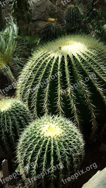 Cactus Plants Nature Thorn Drought