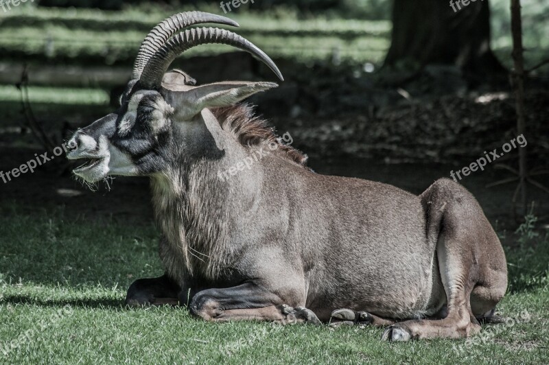 Horse Antelope Horns Animal Lying Free Photos