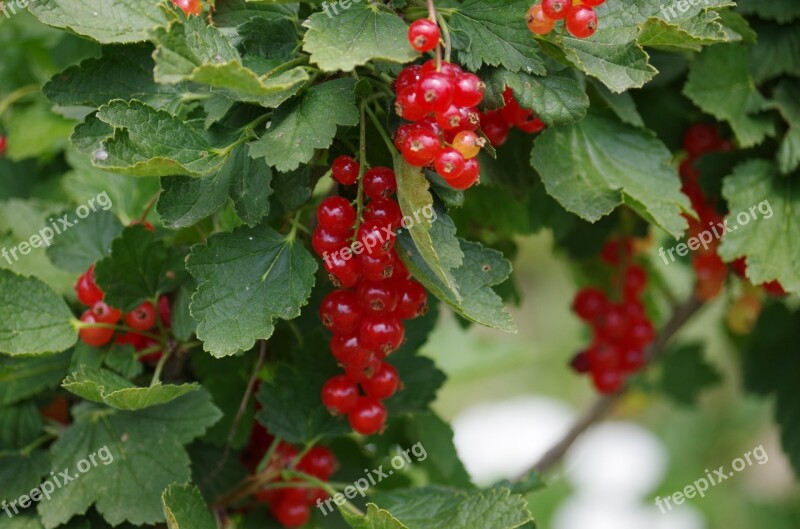 Red Currant Fruit Bunch Of Grapes Healthy