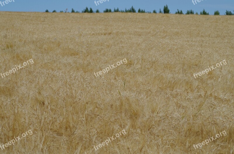 Field Barley Plow The Grain Nature