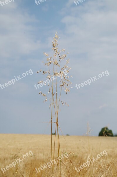 The Grain Field Oats Barley One Time