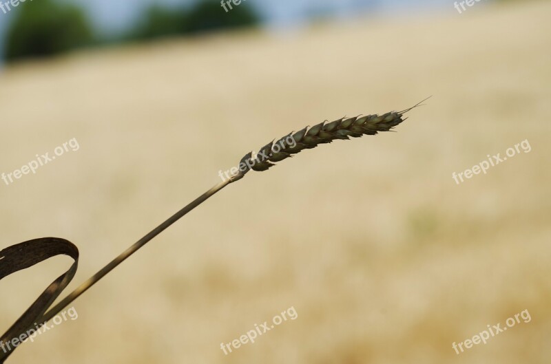 The Grain Field Oats Barley One Time