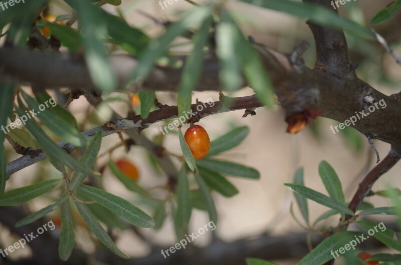 Buckthorn Fruit Berries Berry Tree