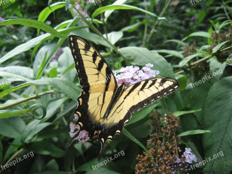 Butterfly Flower Nature Black And Yellow Wings