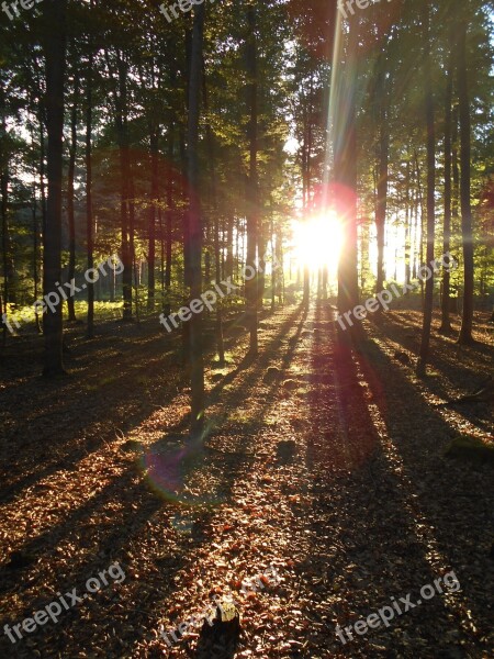 Forest Sunset Light Trees Shading