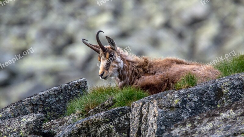 Chamoix Rupicapra Rupicapra Tatrica Animal Nature Mammal